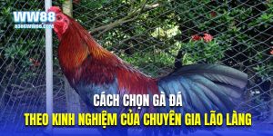Thumb cách chọn gà đá WW88