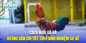 Thumb cách nuôi gà đá WW88