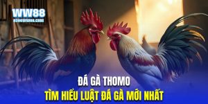 Thumb đá gà Thomo WW88