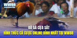 Thumb đá gà cựa sắt WW88