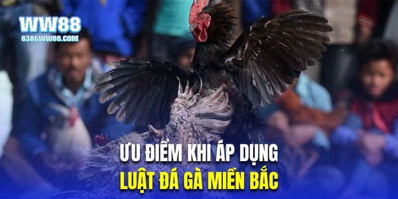Ưu điểm khi áp dụng đúng luật chọi gà miền Bắc